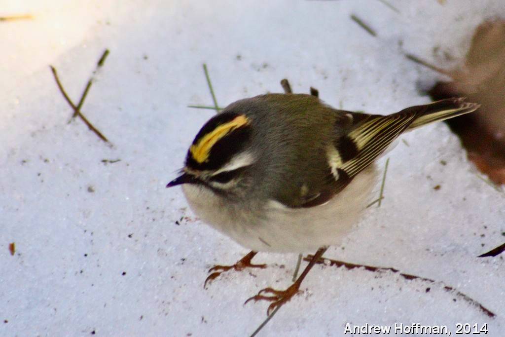 Regulus satrapa (Golden-crowned Kinglet) by Andrew Hoffman is licensed under CC BY-NC-ND 2.0.